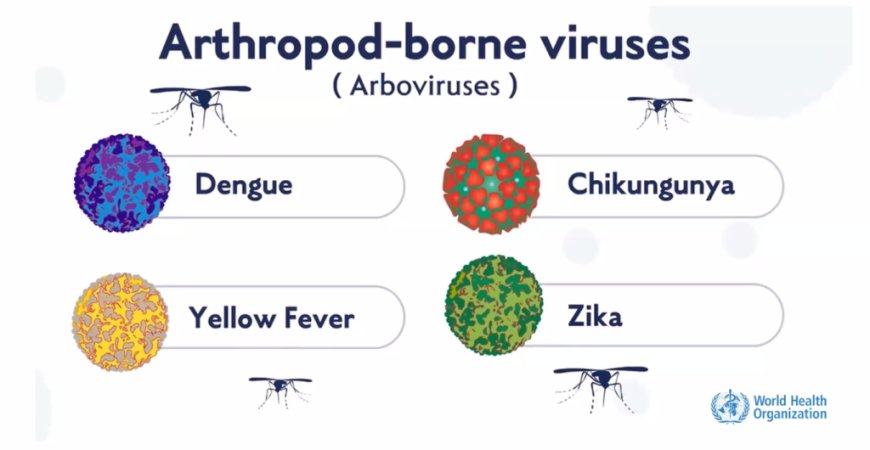 Arbovirus A Chikungunya