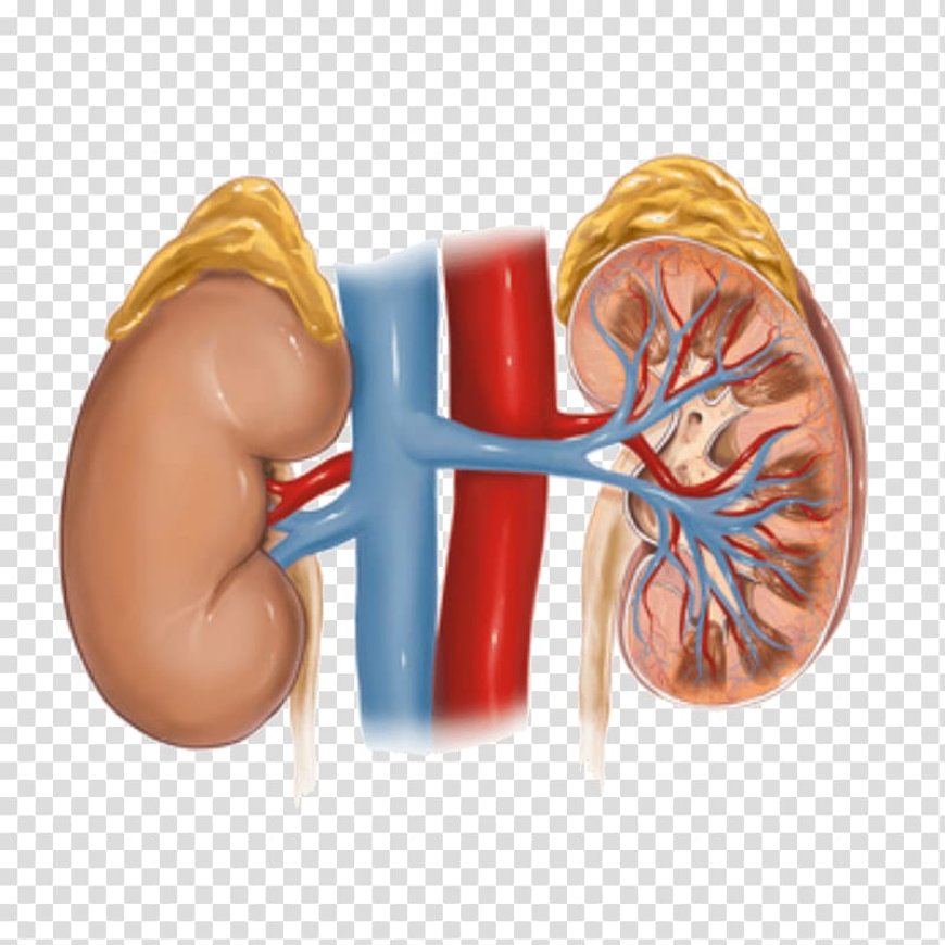 Kidney Disease - Hypertensive