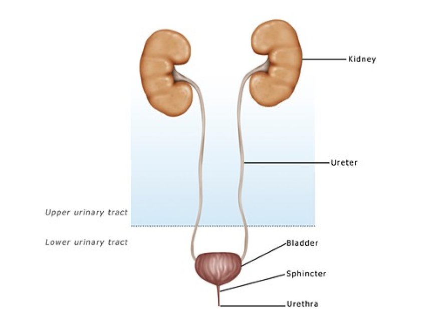 Urethral Cancer